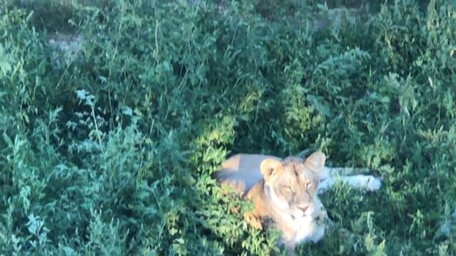 Королева саванны!