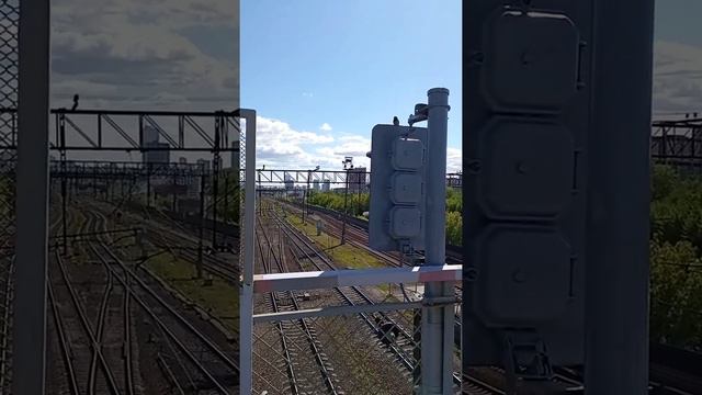 Утренняя песнь певуна