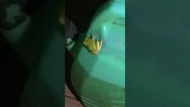 Опасная ядовитая лягушка Прохладное Приморский край Надежденский район