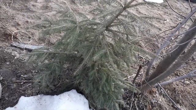Саженцы елей весной, после стаивание снега.