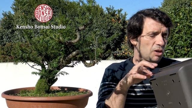 Desafio - Projeto Teixo Taxus Baccata