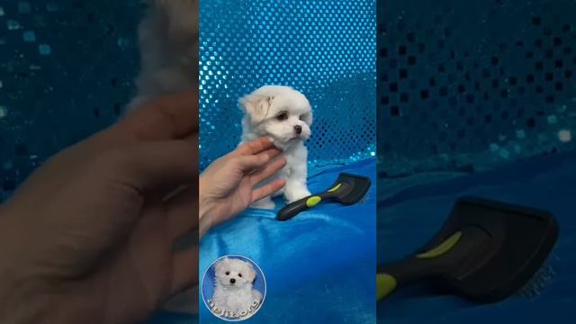 Купить болонку мальтезе +79257722113 Светлана С