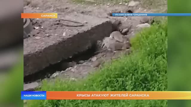 Крысы атакуют жителей Саранска