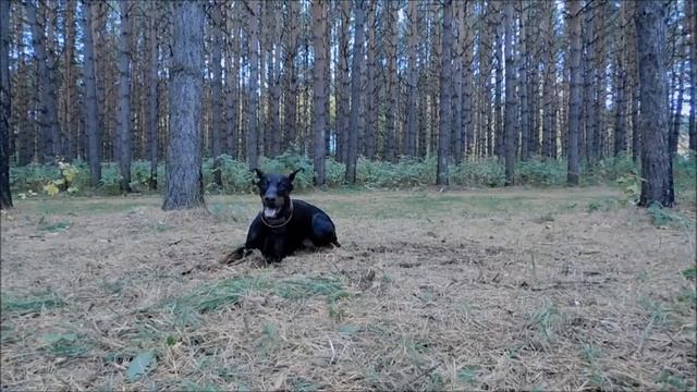Кувырок