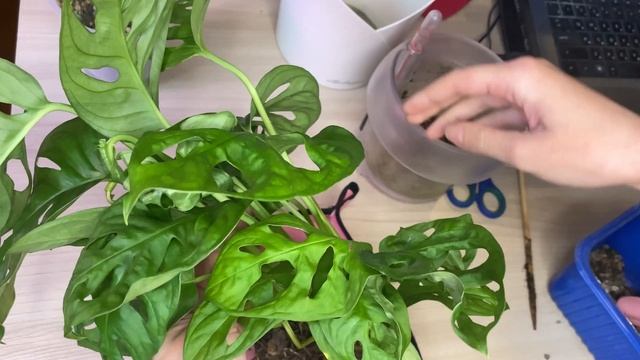 Спасение Антуриума  Anturium and Monstera Monkey Leaf Replanting Пересадка Монстеры Манки Лиф