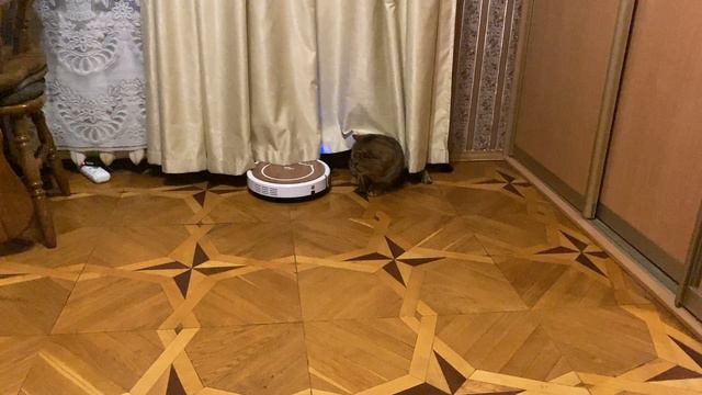 Прикол с котом