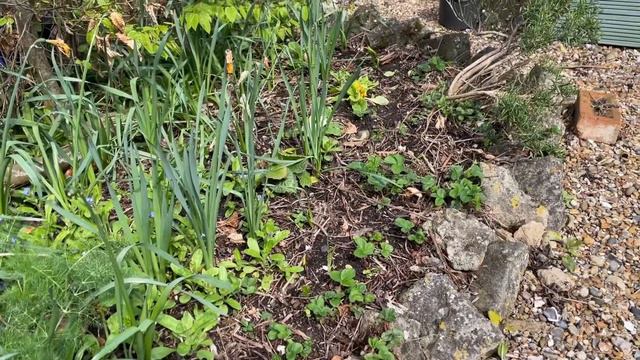 Where on earth do I start? A tour of the garden and making a list of jobs to do and seeds to grow