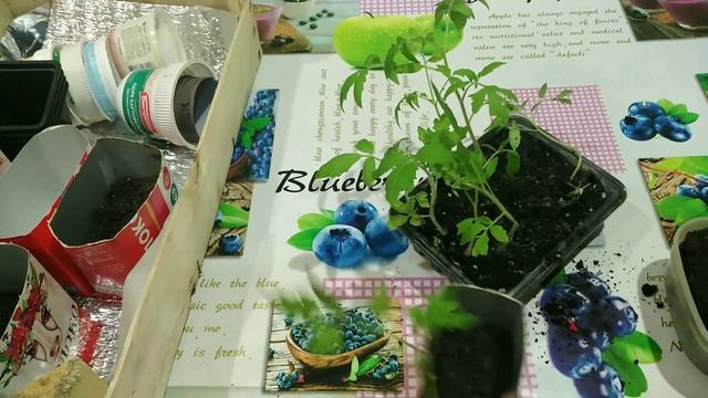 Пикировка Переросшей🌱 Рассады Томатов🍅с Заглублением Петлёй💥Семена из магазина Пятерочка ☑️