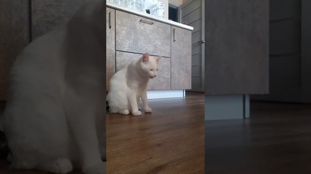 Котик обормотик1
