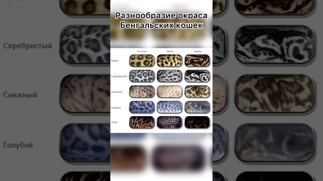 Разнообразие окраса бенгальских кошек.