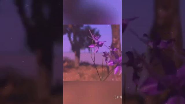 Фанфик про Чпунька 🎨 и Т/и🌼 "Заветный цветок" 2 часть