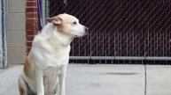 Приютский пёс заплакал, когда узнал стоящего перед ним человека. Это надо видеть!