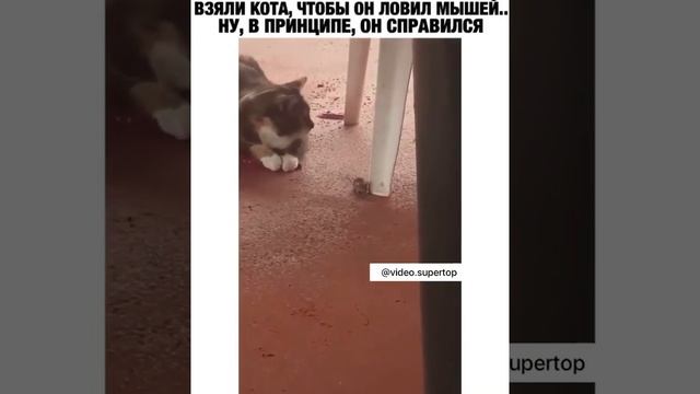 Взяли кота , чтобы он ловил мышей , в принципе он справился