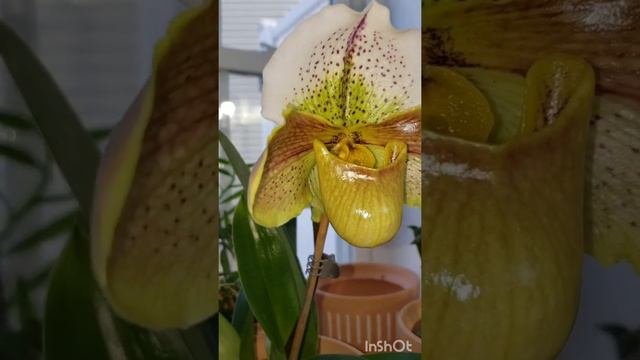 Mystery Orchid - Venus Slipper