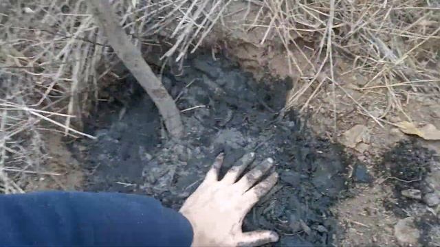 Посадка Грецкого Ореха в каменистой местности