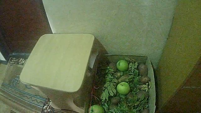 хранение картофеля в домашних условиях.