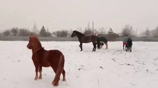 "Пони на прогулке №1" Кантри-звук.