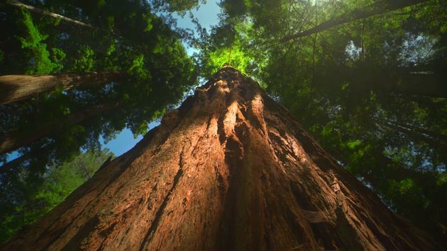 Redwood [1080 60 fps 4 084 000 bitrate]