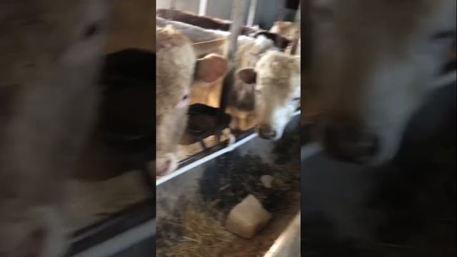 Откорм быков , четвёртый месяц откорма ..