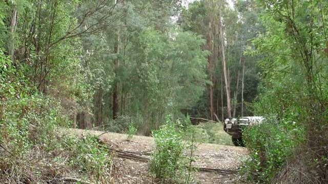 Saving The Tasmanian Devil On The Tasman Peninsula