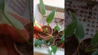 ඇන්තූරියම් කුඩා පැල විකිණීමට | Anthurium wagawa