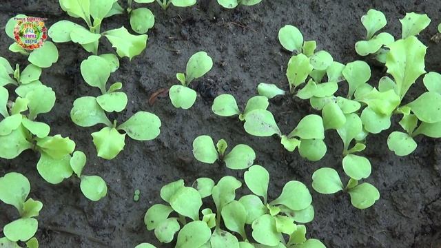 Выращивайте в 2024 эти "быстрые" витамины Счастья Grow these “quick” vitamins of Happiness in 2024