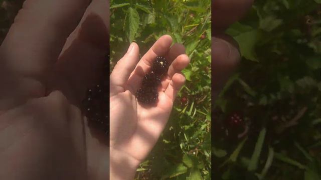 Ожина/Ежевика, очень полезная и урожайная культура. Ягода не требующая ухода.