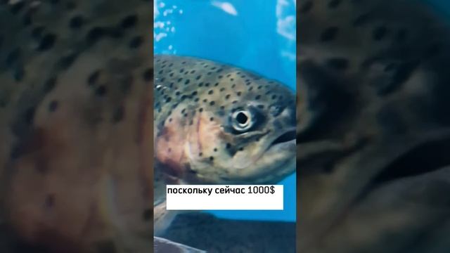 Как купить ноутбук на 50% дешевле, чем в Беларуси. Ролик на канале