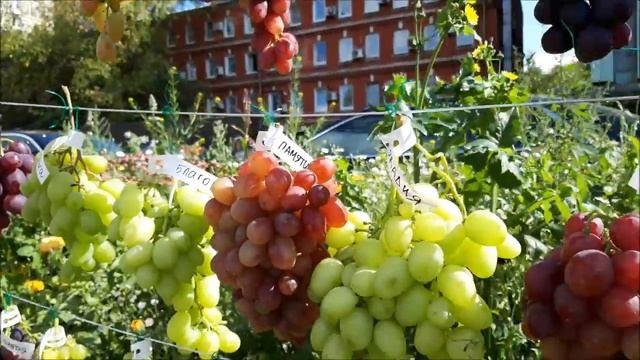 5-я клубная выставка винограда в Аптекарском огороде 7 сентября 2019 года