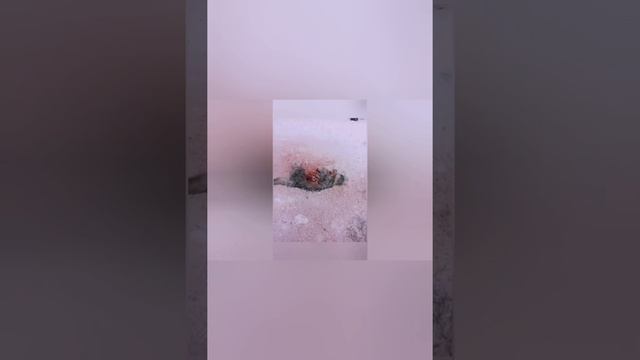 Волки.Люди.Нападения.Полное видео.Загрызли собак. Останки