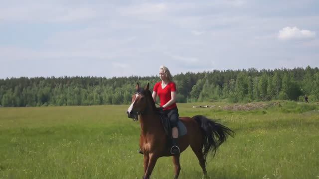 КОНИ-ПОНИ