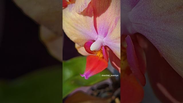 Phal. Amadoro 🌈 Второе домашнее цветение голландской ароматной орхидеи Амадоро 🌺 Радужный красавец