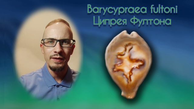Ципрея Фултона Barycypraea fultoni - редкая, глубоководная морская раковина