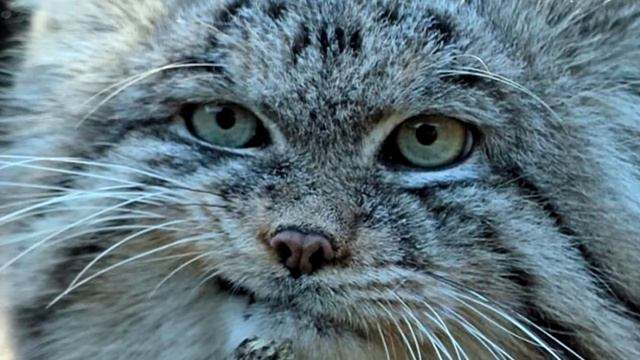 Бабушка закричала от ужаса, когда увидела в кого превратился подобранный котёнок!