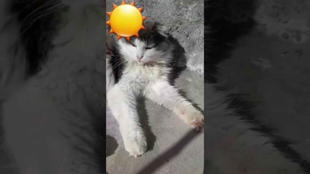 Отдыхает на солнышке.☀️