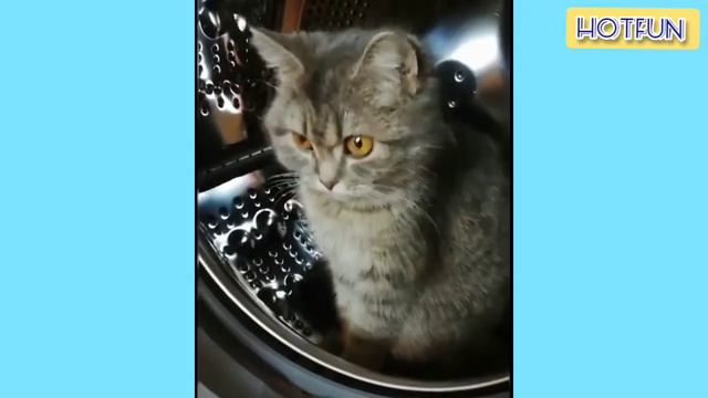 Я РЖАЛ ПОЛ ЧАСА / СМЕШНЫЕ ЖИВОТНЫЕ , КОТЫ СОБАКИ ЛУЧШИЕ ПРИКОЛЫ #8