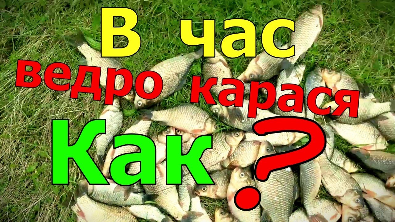 В час ведро карася. И секретным ингредиентом комбикорма. Карась ведро в час как ловить на удочку