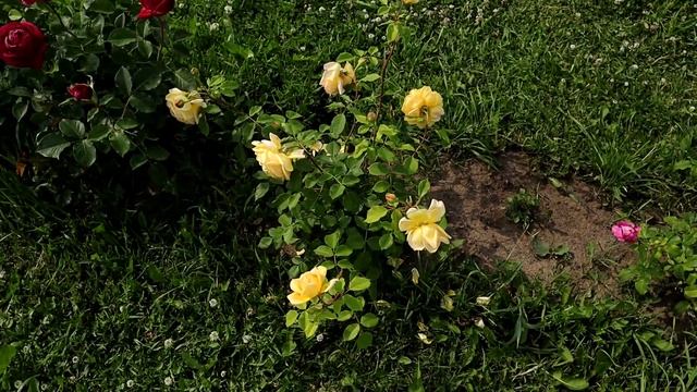 Цветение английских роз - кейра, фальстав, фишерман френд, чайковский, зе принц