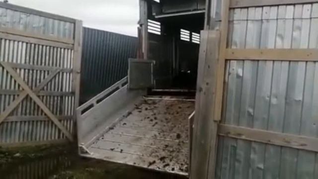 Барашки на экспорт в Казахстан, 500 голов.