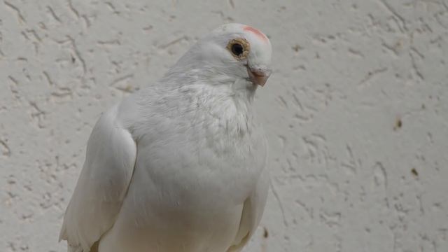 29.03.20.Армавирские голуби белая масть.  Armavir pigeons white suit