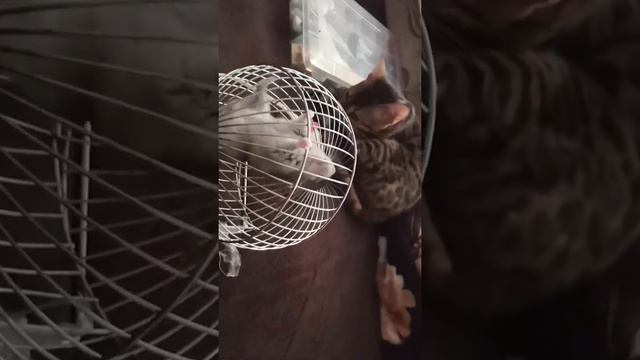 Бенгальская кошечка Афина играет с хамяком Семой.