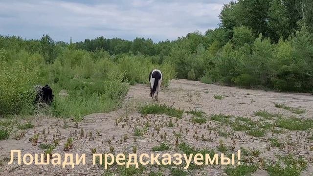 Лошади