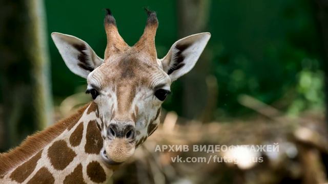 Футажи Животные №2 насекомые птицы для видеомонтажа