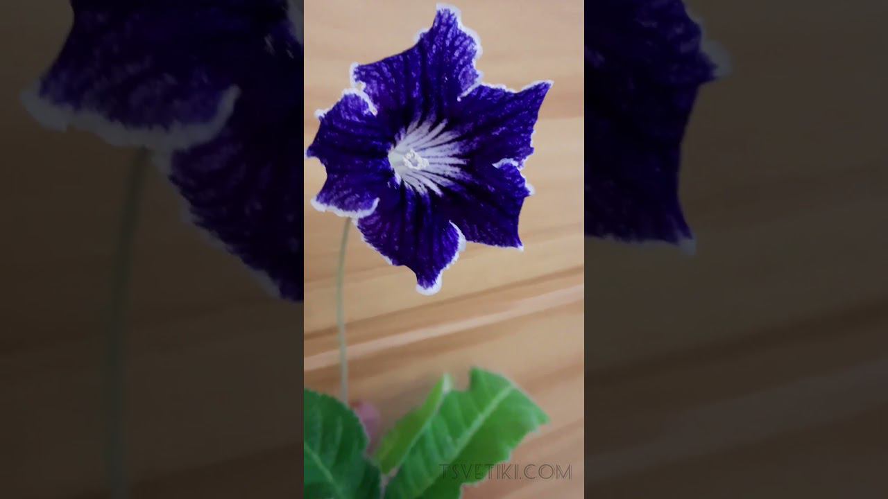 Красивый сеянец отобрала #shots