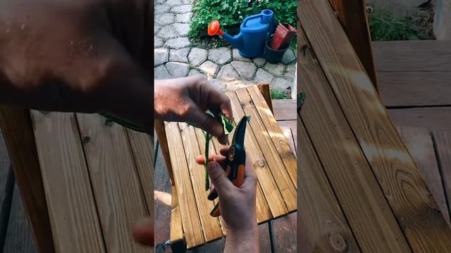 Гортензия черенкование