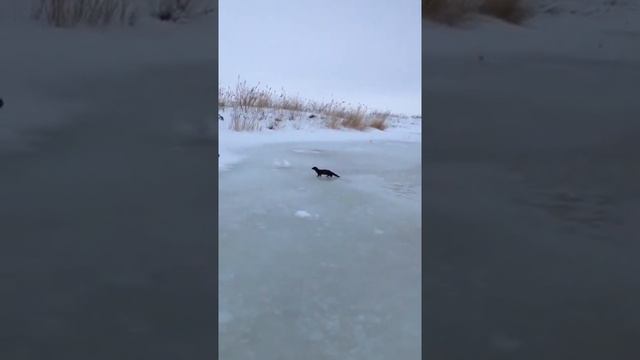 наглая норка ворует рыбу 1