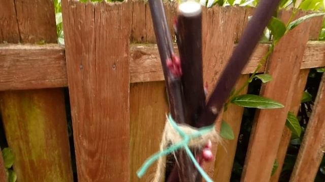 первые тюльпаны и другие первоцветы, стахирус