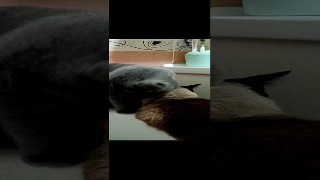 Жора и Сима в ванной #2024 #животные #кот #коты#котики #кошки #смешныекоты