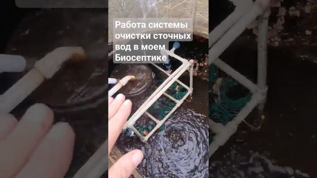 Работа моего самодельного биосептика. Очистка сточных вод бактериями