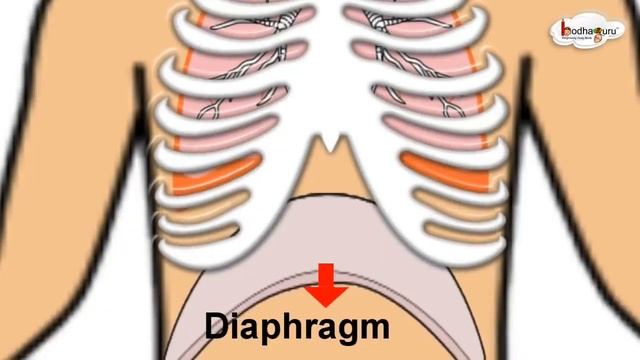 मनव कस सस लत ह - Human breathing process - 3D animation  - in Hindi